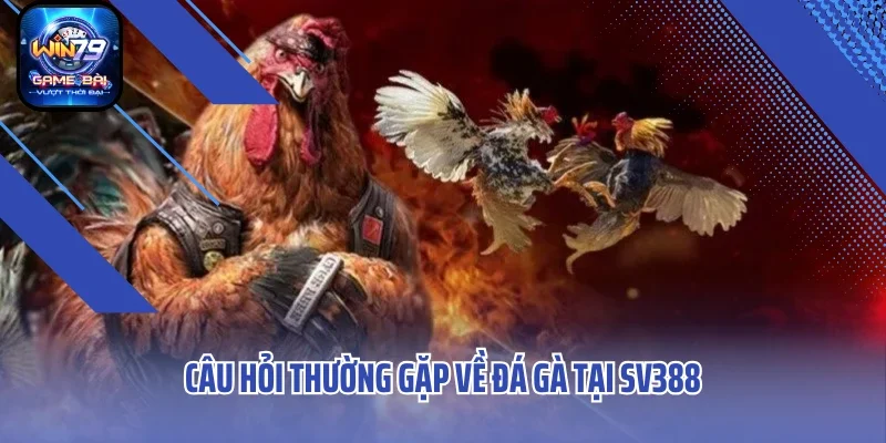 Câu hỏi thường gặp về đá gà tại SV388