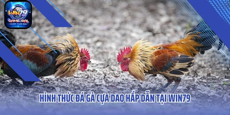 Hình thức đá gà cựa dao hấp dẫn tại Win79