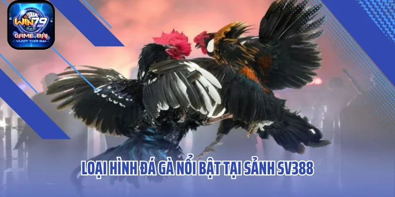 Loại hình đá gà nổi bật tại sảnh SV388