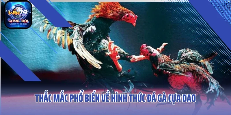 Thắc mắc phổ biến về hình thức đá gà cựa dao