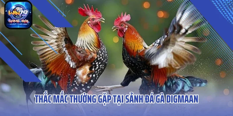 Thắc mắc thường gặp tại sảnh đá gà Digmaan